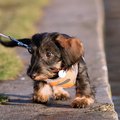 A dachshund puppy wearing a harness walking on sidewalk.