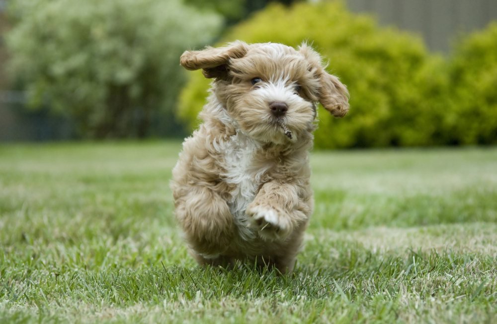 A Cockapoo puppy.