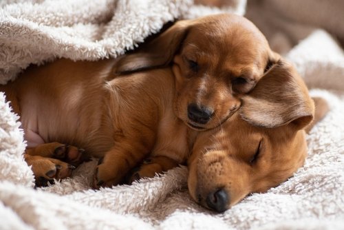 Active fall tips from The Family Puppy
