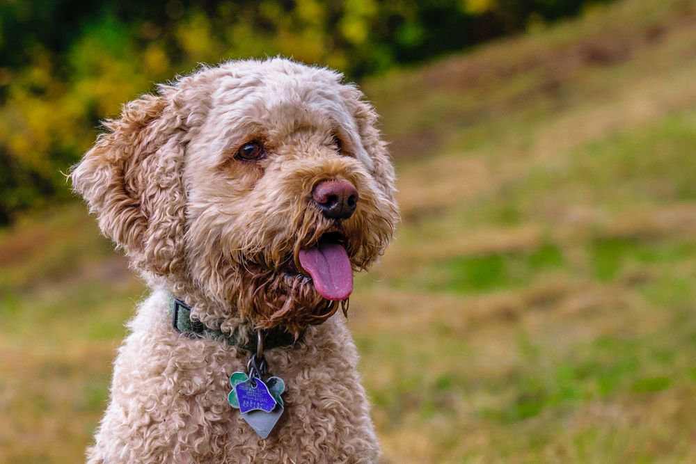 A light brown Cockapoo wearing a blue collar.