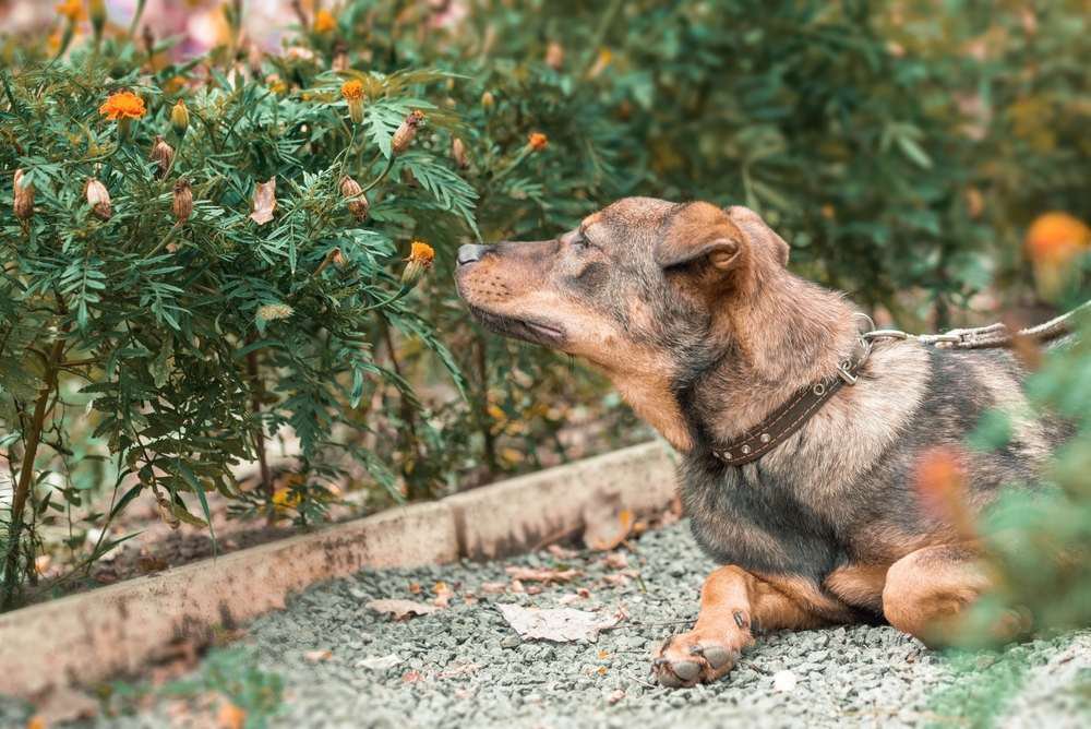 Pup-safe tips from The Family Puppy