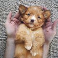 A nova scotia duck tolling retriever puppy lying on its back and looking at the camera.