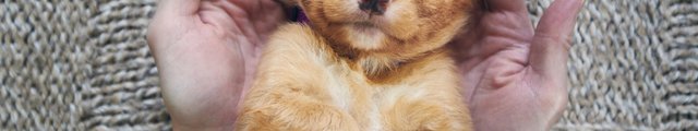 A nova scotia duck tolling retriever puppy lying on its back and looking at the camera.