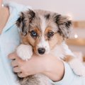 Close-up of miniature australian shepherd puppy in its owner's arms.