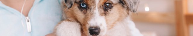 Close-up of miniature australian shepherd puppy in its owner's arms.