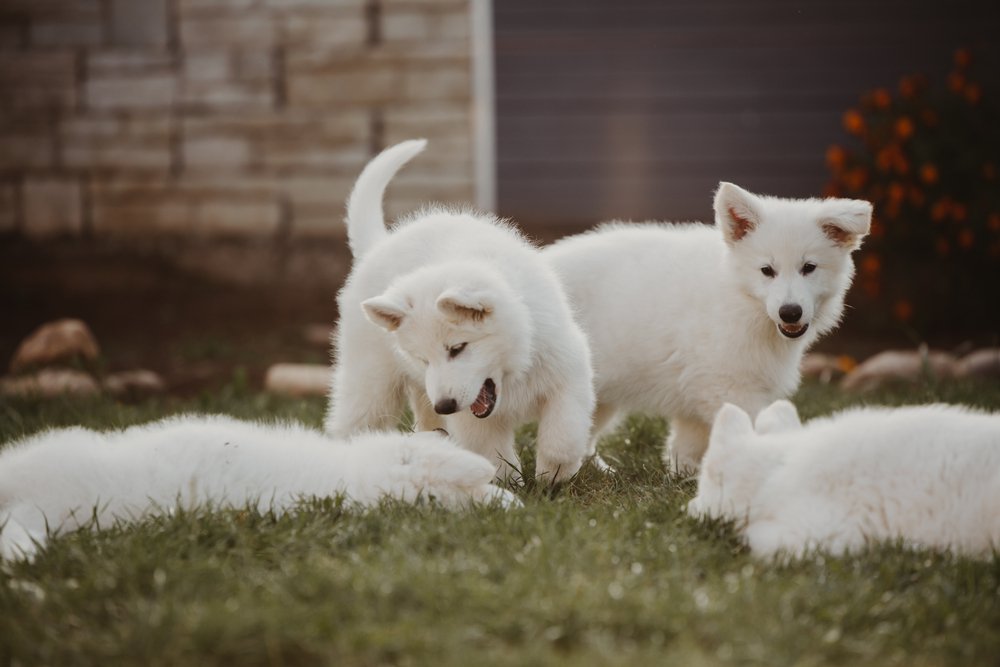 Four samoyed puppies blaying in a yard.