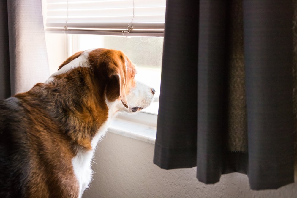 A brown and white beagle mix standing in front of a window.