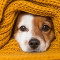 How to keep your puppy active