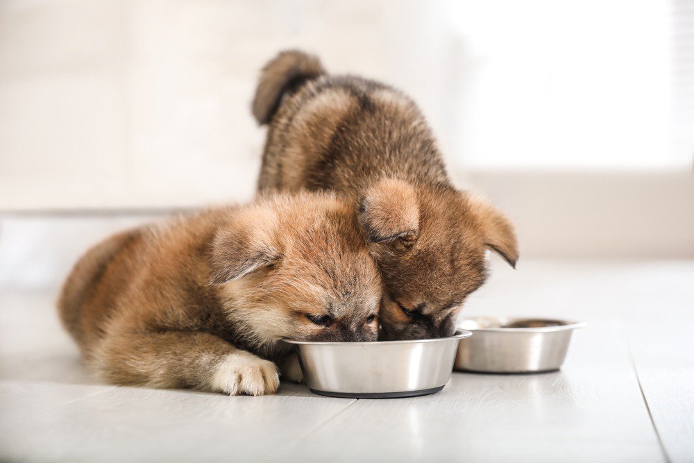 Two puppies eating from a dog bowl.