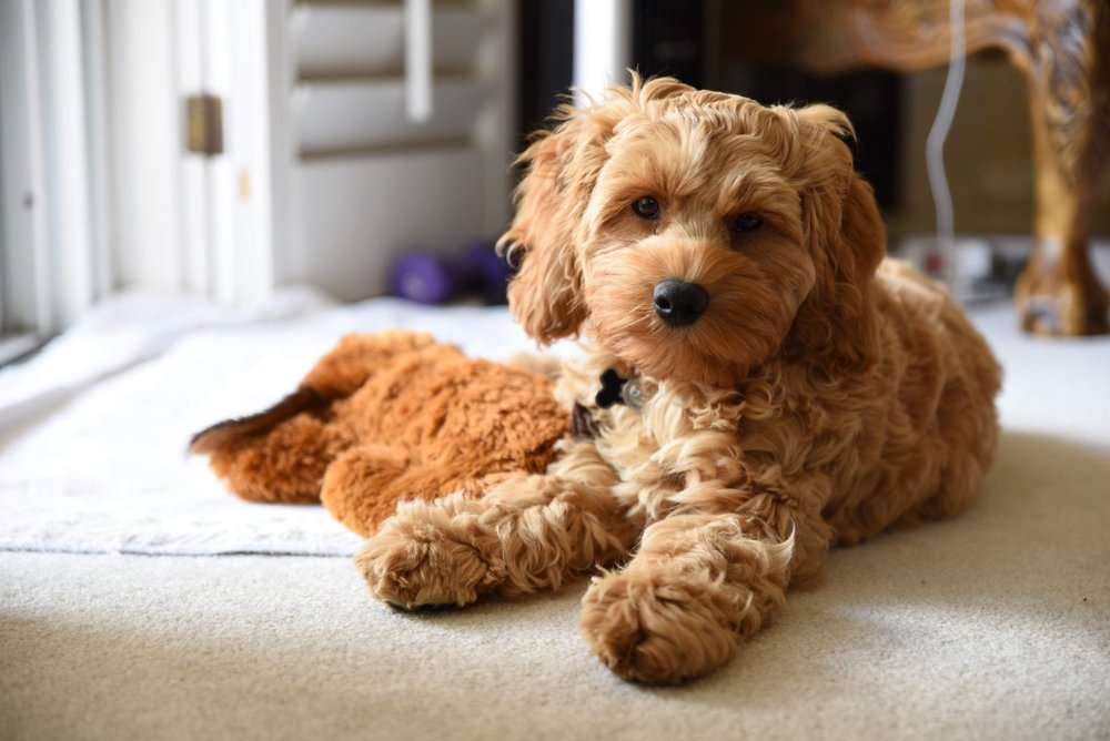 A brown Cockapoo puppy.