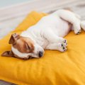 A Jack Russell Terrier puppy sleeping on a yellow pillow.