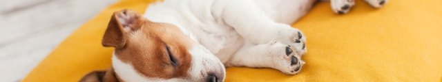 A Jack Russell Terrier puppy sleeping on a yellow pillow.