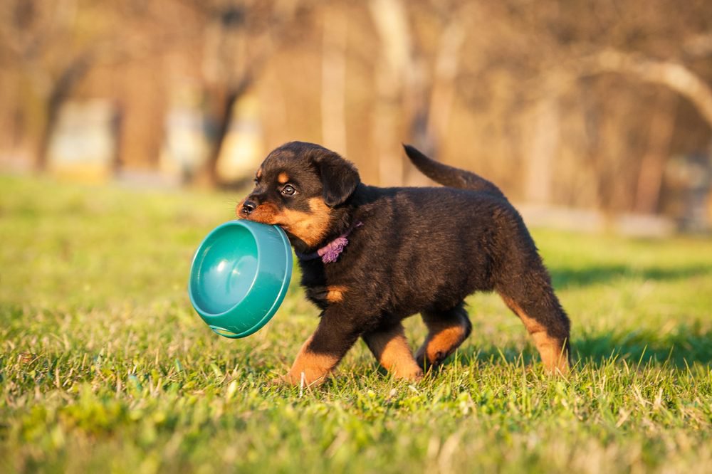 A Rottweiler puppy holding a blue dog bowl in its mouth.