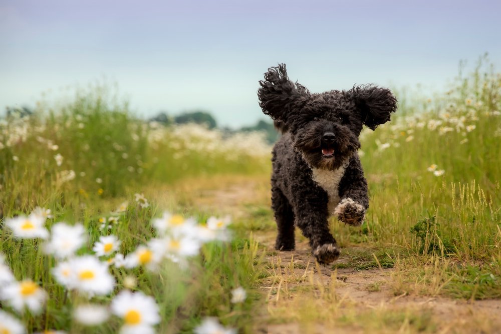 A black and white Cockapoo running through a field of flowers.