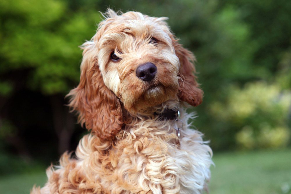 A Cockapoo wearing a black collar.