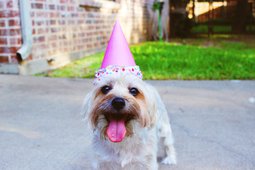 A dog wearing a birthday hat.