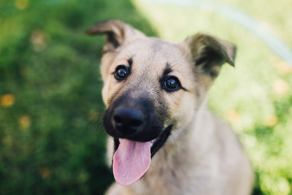 A chinook puppy smiling at the camera with its tongue out.