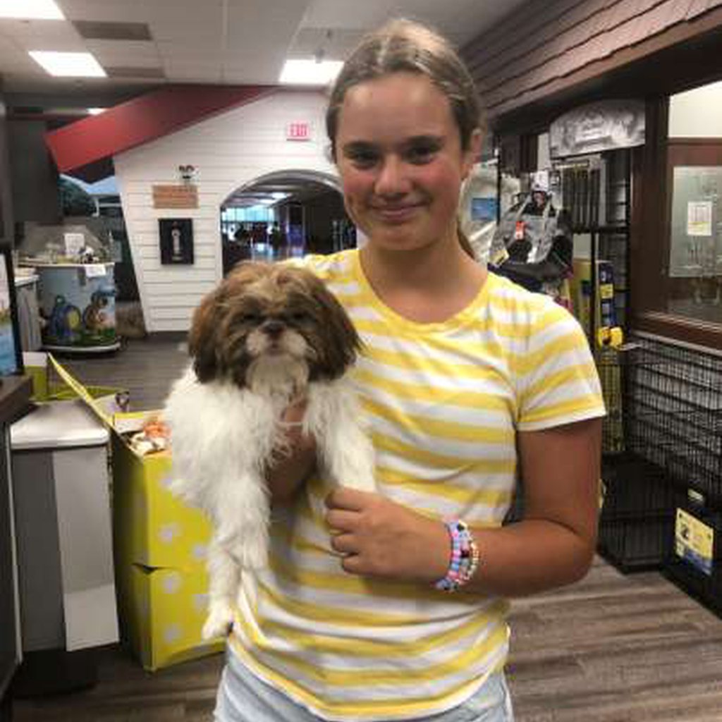 A person holding a white and brown puppy.