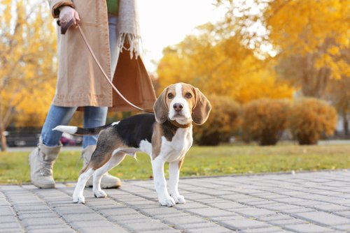A Beagle on a leash standing with its owner.