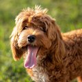 A brown Cockapoo.