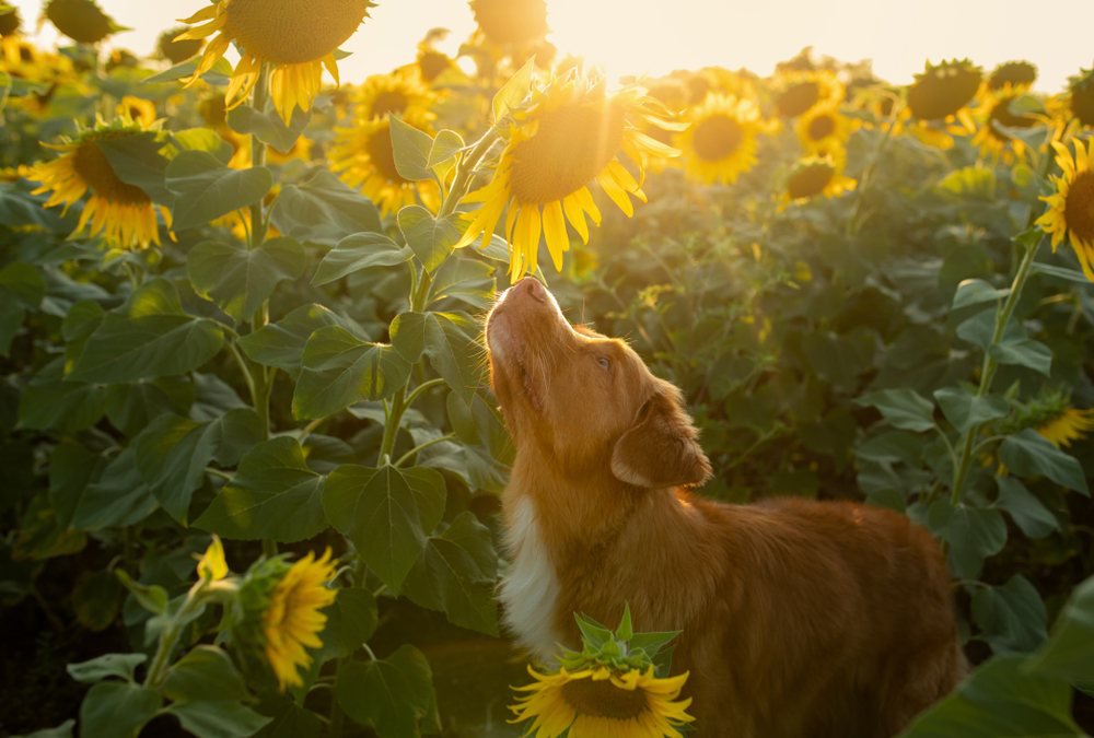 5 puppy-safe plants from The Family Puppy