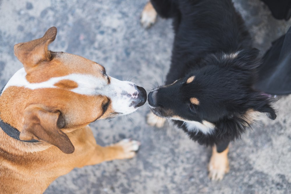 Top view of two dogs sniffing each other.