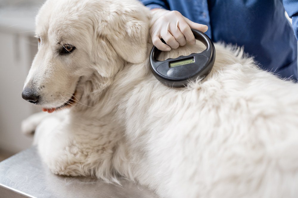 A veterinarian holding a microchip scanner against a dog's body.