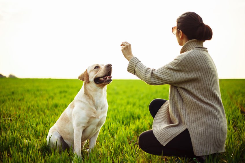 A person training a dog to sit.