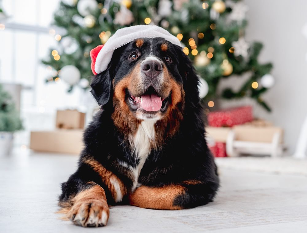 A bernese mountain dog sitting in front of a christmas tree. The dog is wearing a Santas Claus hat.