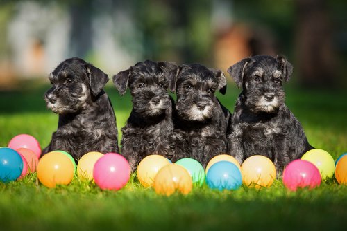 Four Mini Schnauzer puppies surrounded by brightly colored balls.