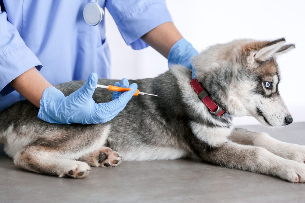 A veterinarian microchipping a siberian husky puppy.