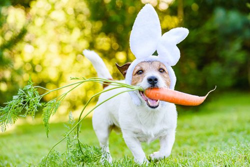 A Jack Russell Terrier wearing a rabbit ear hat and holding a carrot in its mouth.