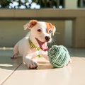 A Jack Russell Terrier puppy playing with a green ball.