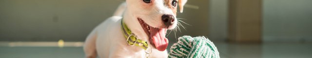 A Jack Russell Terrier puppy playing with a green ball.