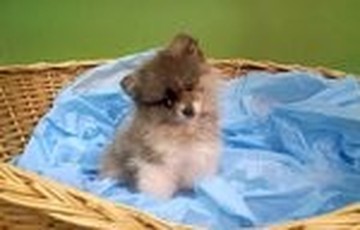 Puppies For Sale From Local Breeders The Family Puppy