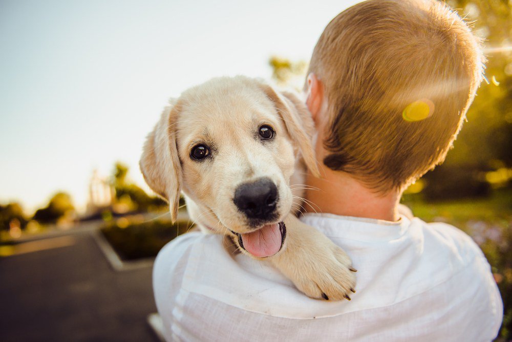 A labrador puppy looking over its owner's shoulder.