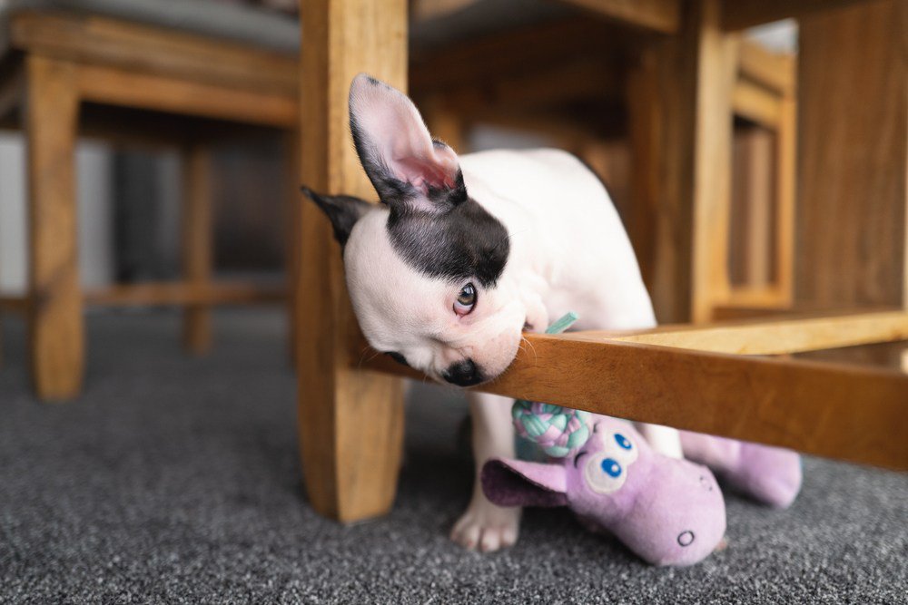 A Boston Terrier puppy chewing on furniture.