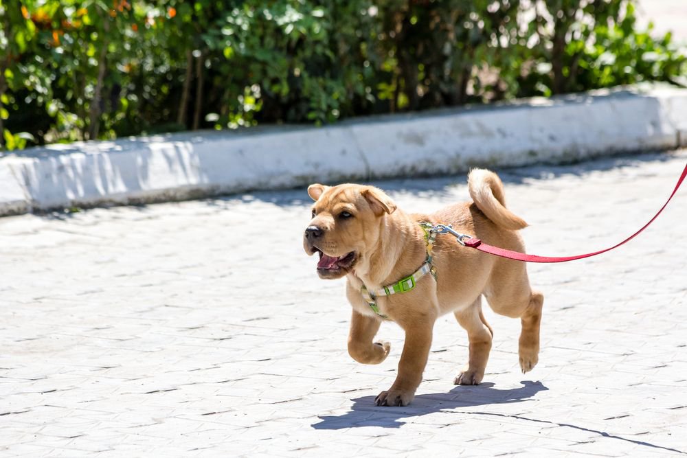 A puppy wearing a harness walking on the sidewalk.