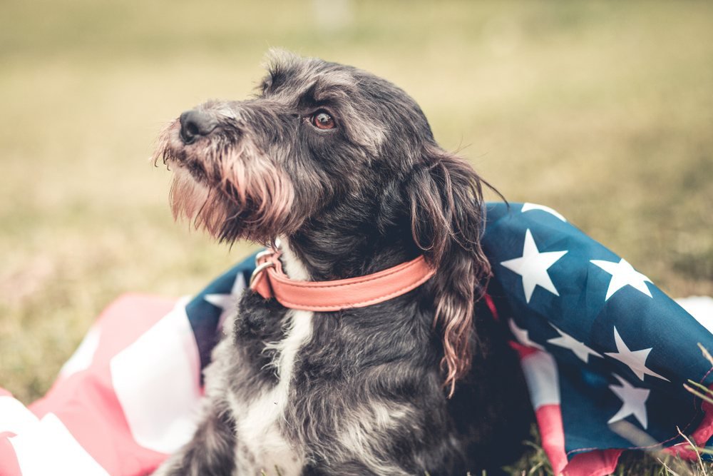 A miniature schnauzer with an American flag.